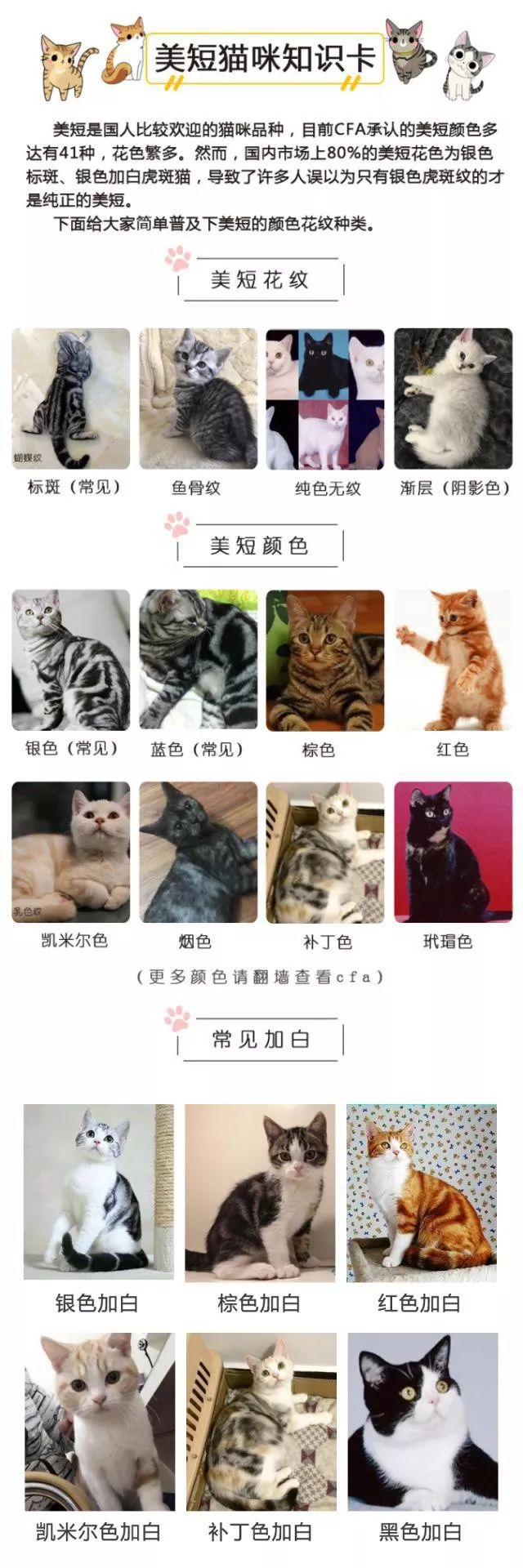 哪种猫好养又美短,好养的猫品种排行榜