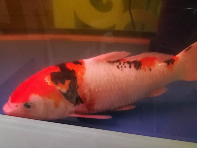 锦鲤鱼饲养不用过滤器可以吗,室内养锦鲤鱼要不要加盐