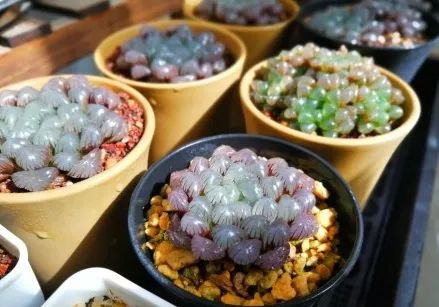 玉露闷养的方法和步骤,玉露闷养最佳温度