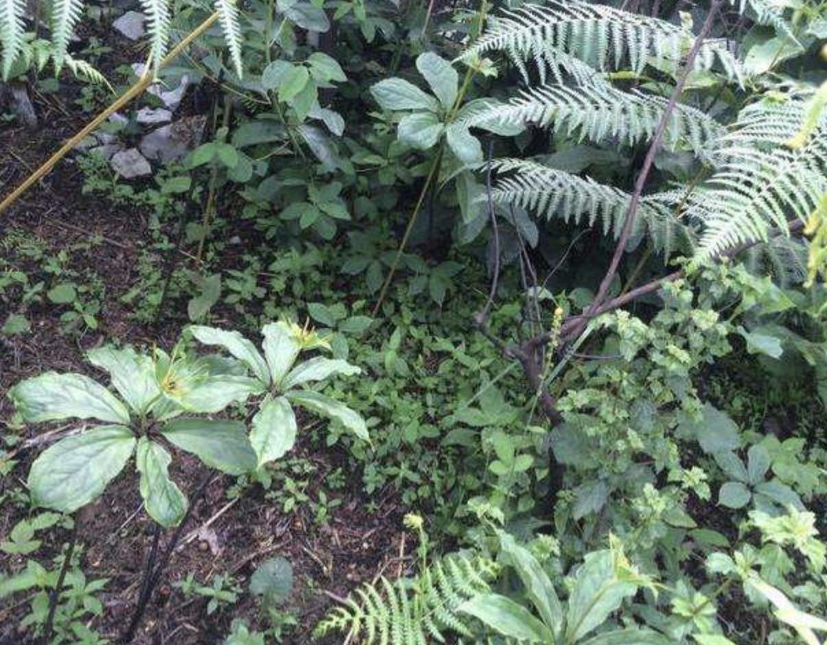 南方种什么药材树值钱,南方什么树最值钱又好