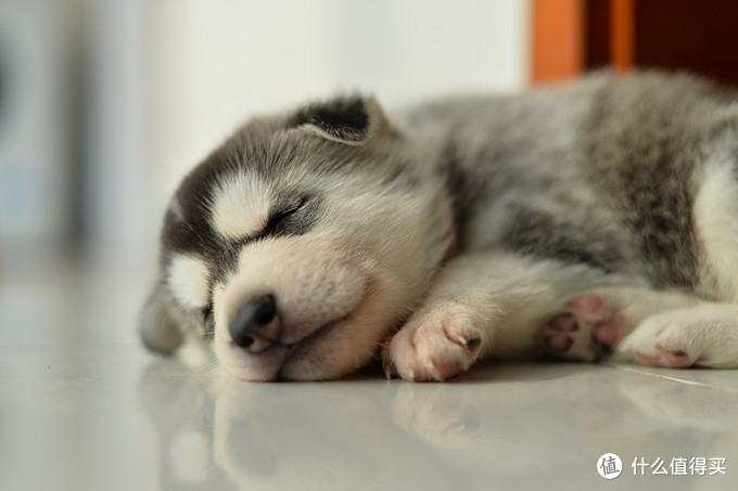 一次创世纪的生活体验—记哈士奇当妈妈