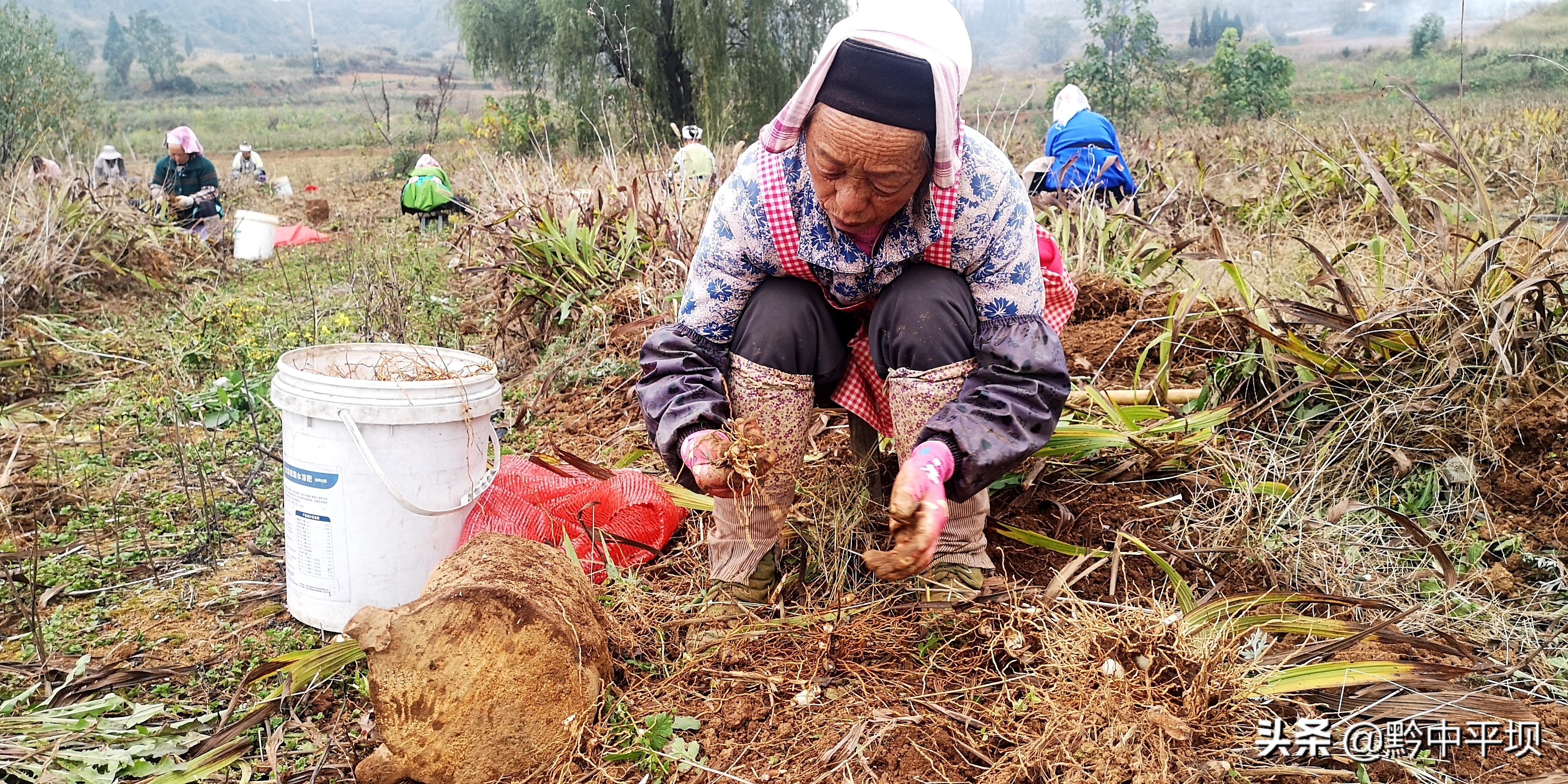 千亩药材获丰收拓展藏乡致富路,5万亩紫花苜蓿铺就群众致富路