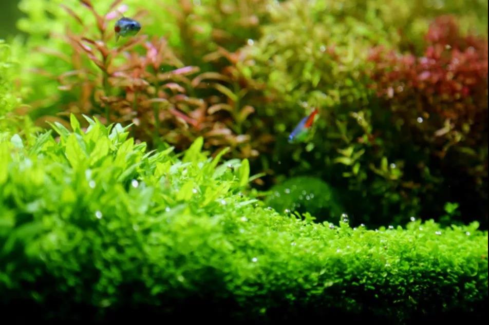 鱼缸停电水就都流出来了怎么办,鱼缸循环过滤系统停电了怎么办