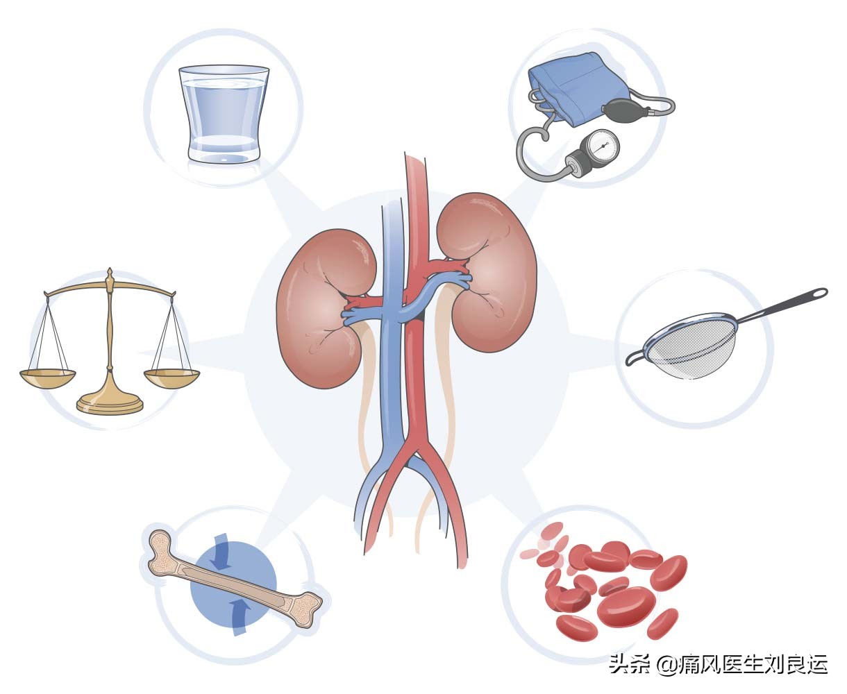 痛风引起的肌酐升高113可以恢复吗,肌酐尿酸偏高的原因和解决方法