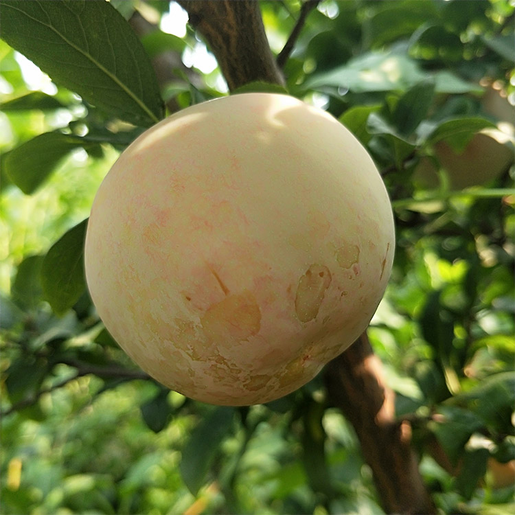 四川可以种恐龙蛋李子吗,恐龙蛋李子是哪个国家的