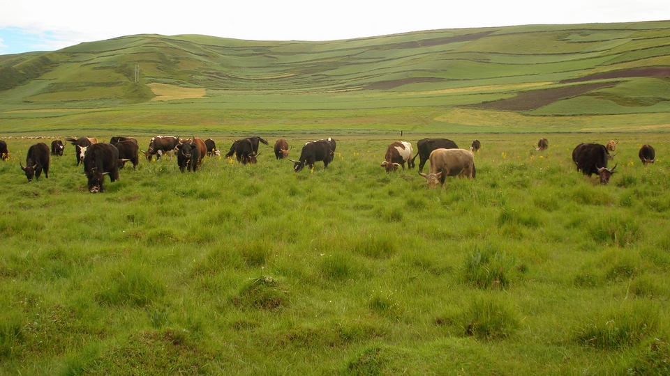 武山县油菜花旅游打卡地,天水武山滩歌油菜花海掠影