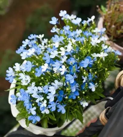 景观草花图,地被类的花草图片