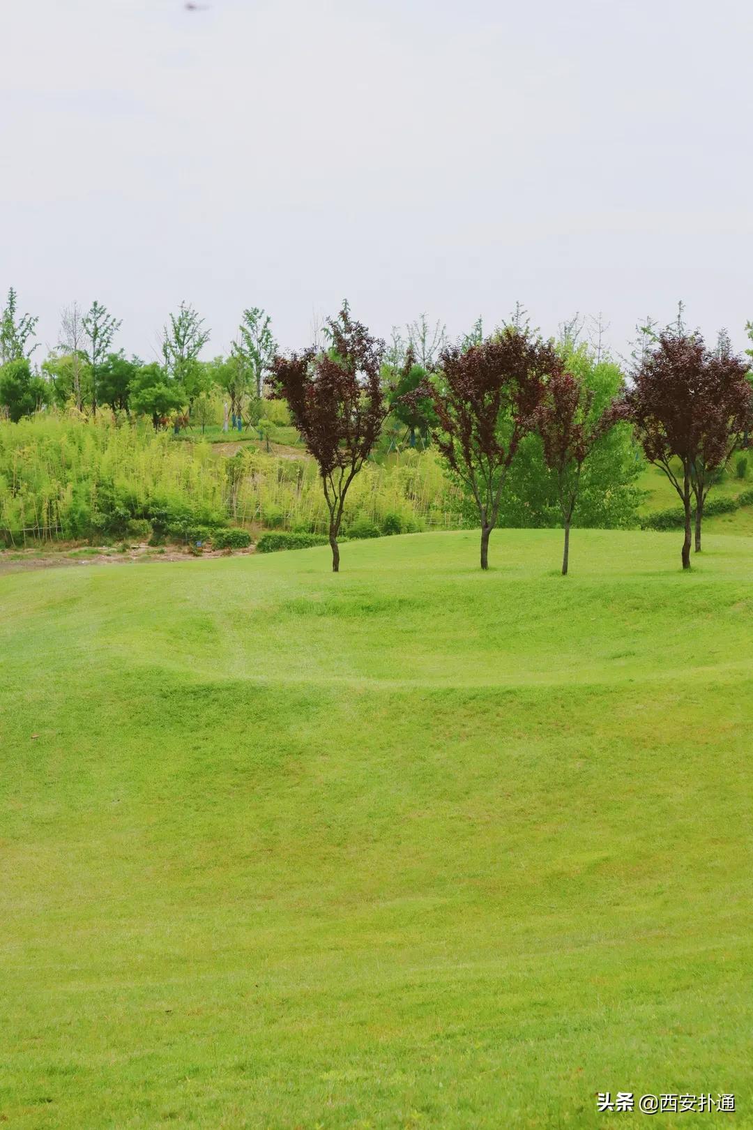 西安大草坪公园推荐,西安有大草坪的公园