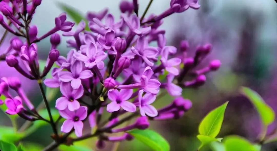 50种·蓝紫色系植物,尊享高贵典雅浪漫的视觉盛宴