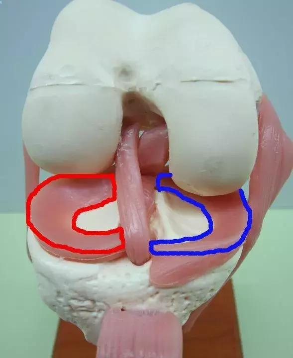 关于膝盖半月板的讲解视频,膝关节半月板解读