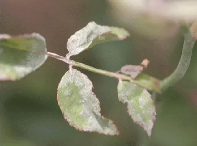 月季的霜霉病和灰霉病的区别,月季霜霉病的治疗方法视频