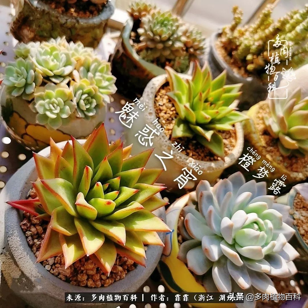 包邮区多肉度夏养护心得,阳台党养多肉怎么度夏