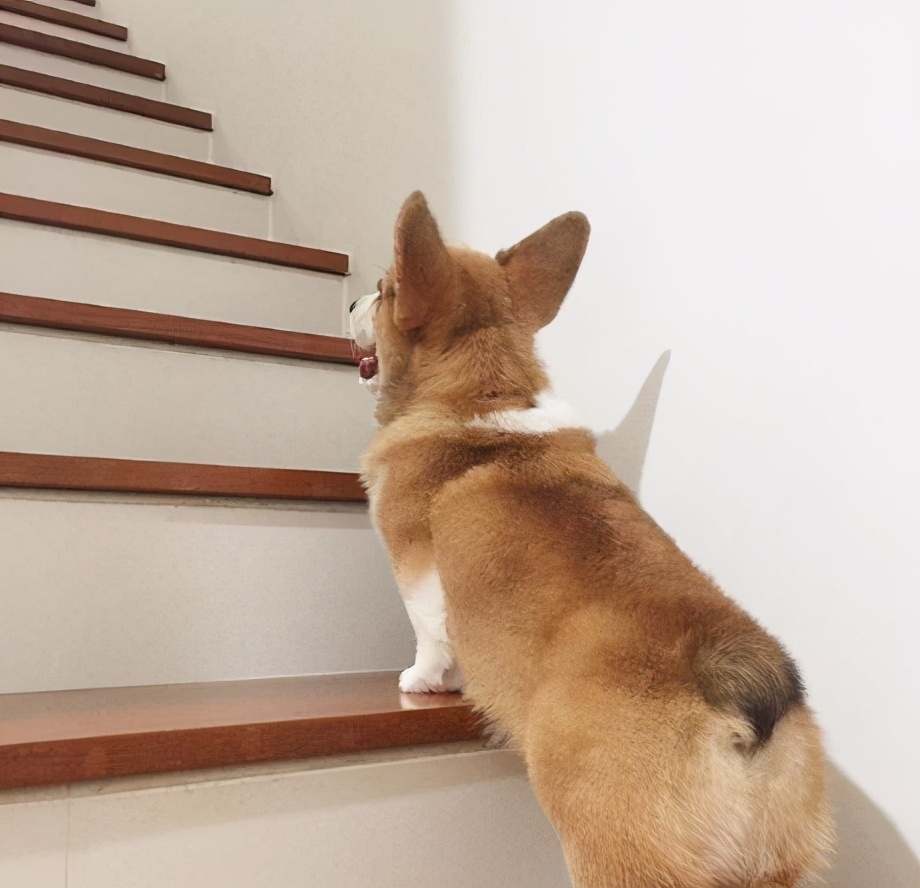 饲养柯基犬有哪些需要注意的地方,柯基犬为什么不能饲养