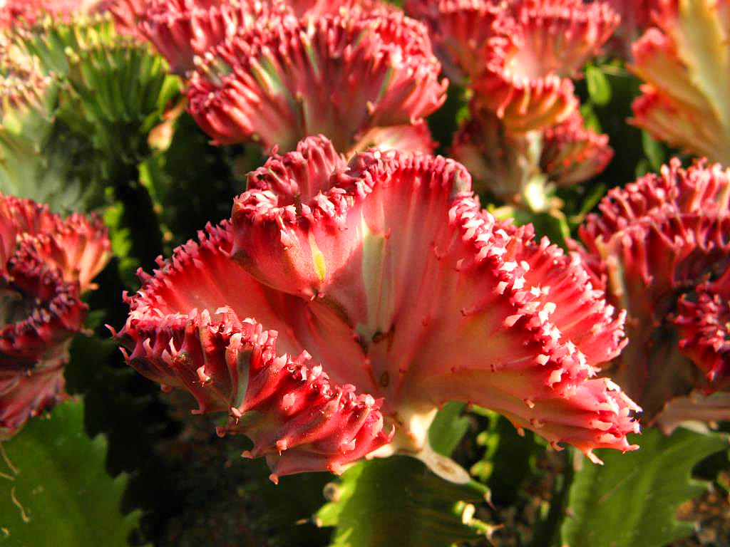 彩春峰的风水寓意,彩春峰的品种怎么养