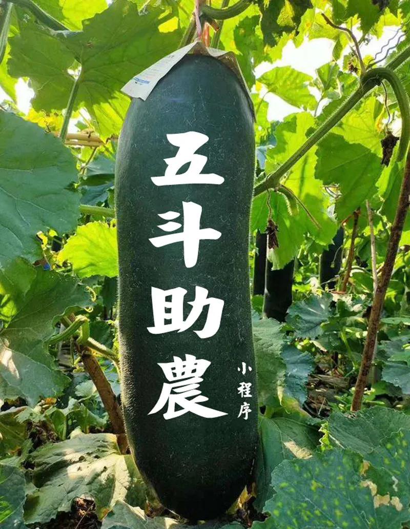 乡村振兴电商助农案例,电商助农以四大平台为例