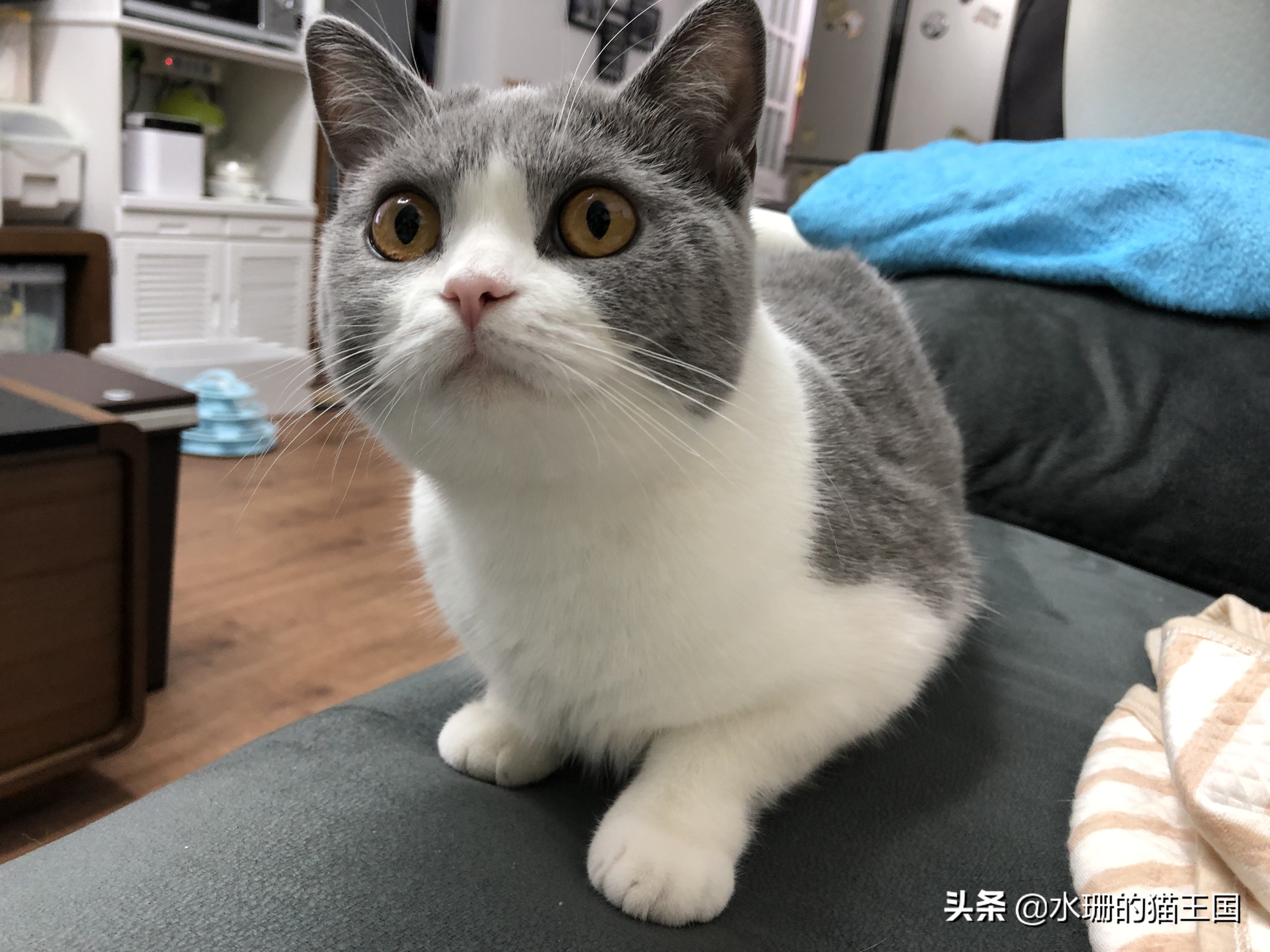 猫咪便秘最快通便药,猫咪便秘小妙招