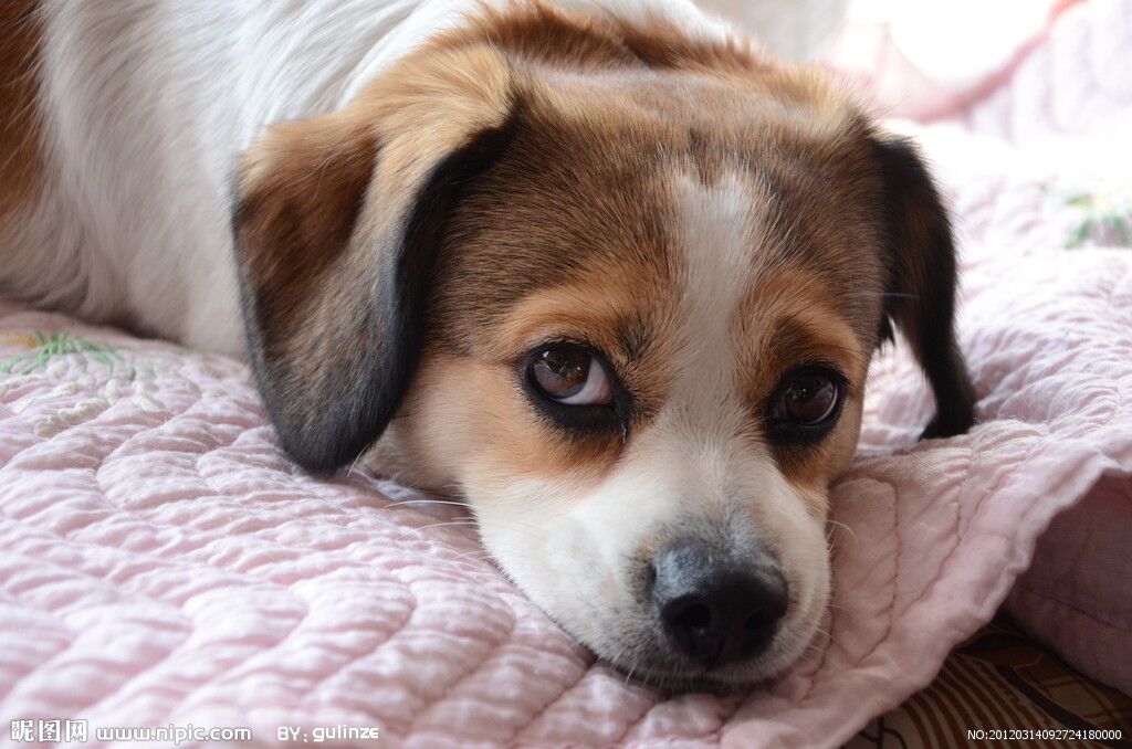 小奶狗刚到家一直叫该怎么办,刚到家的小奶狗为何总爱叫