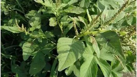 带你们认识这些野生草药,农村随处可见的几种野生中草药