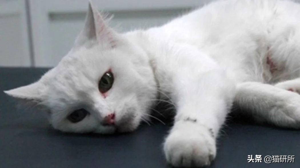 猫咪身上长包包怎么办,猫咪的面部神情跟铲屎官有关系