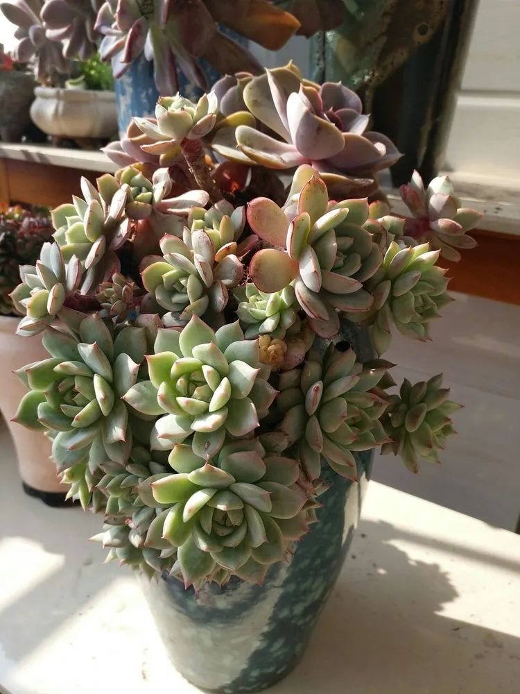 多肉相伴的感悟,与多肉为伴的时光真的很美好