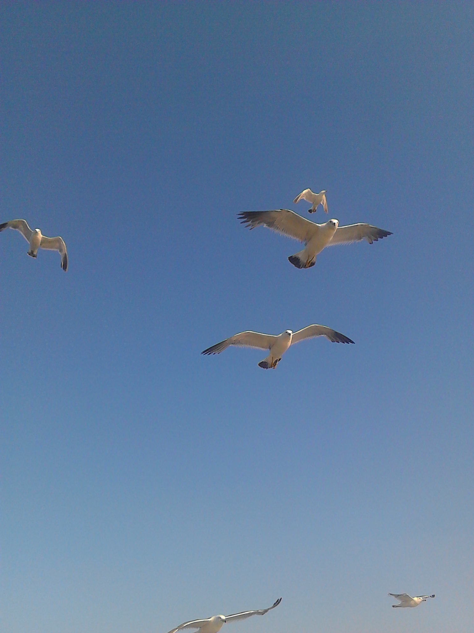 山东威海刘公岛船票,山东威海刘公岛简介