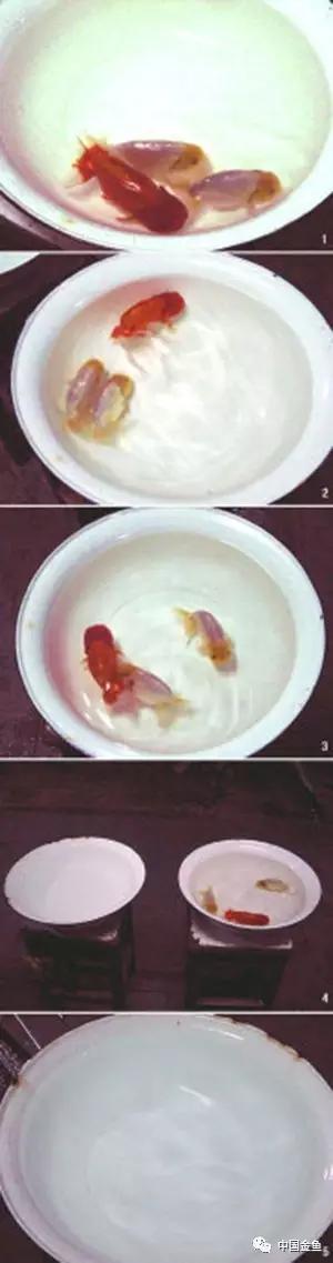 金鱼要配对繁殖吗多久可以繁殖,家庭养殖的草金鱼能自然繁殖吗