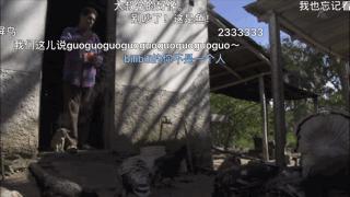 大家都在争抢猫爪杯？吸猫的最高境界，带着摄影机“猫步走天下”