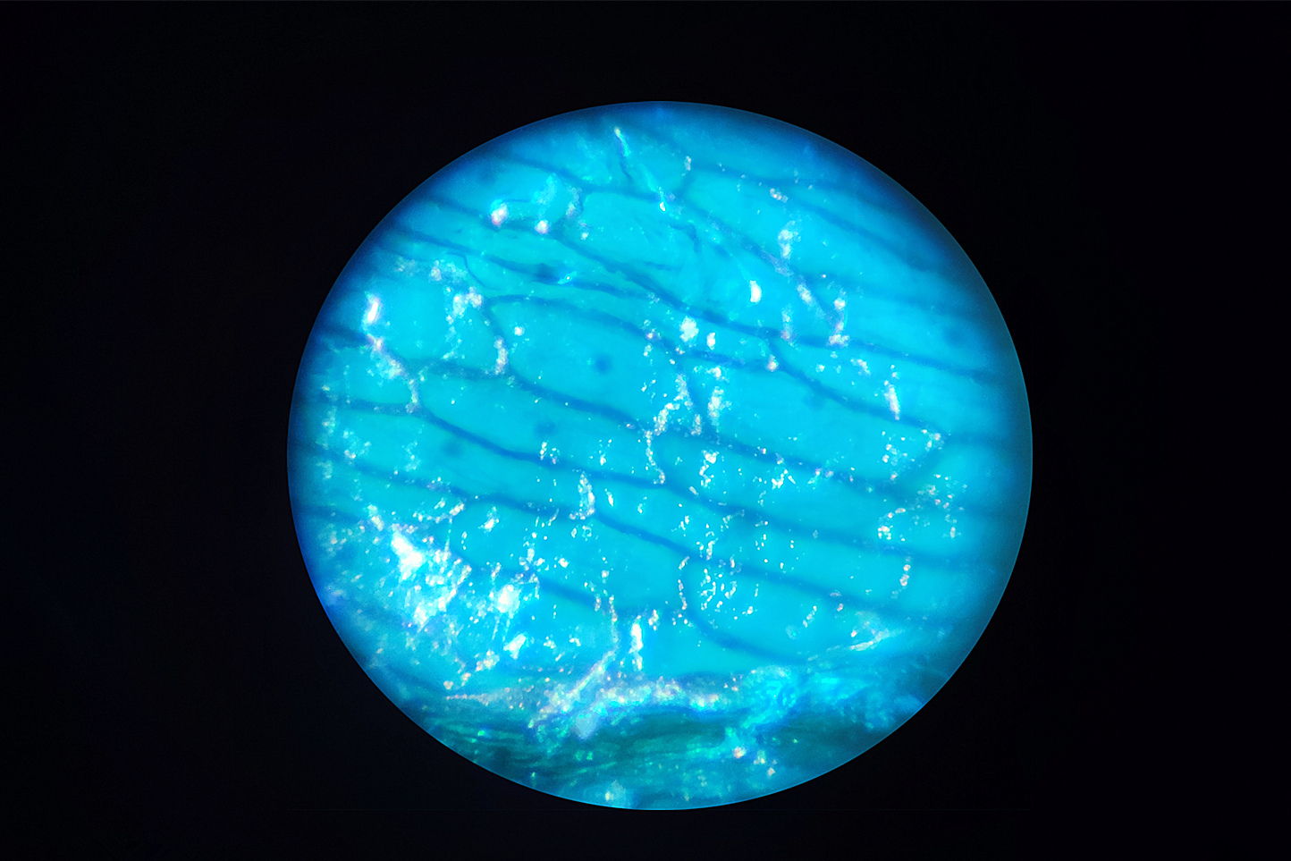 星特朗显微镜型号,星特朗便携式显微镜