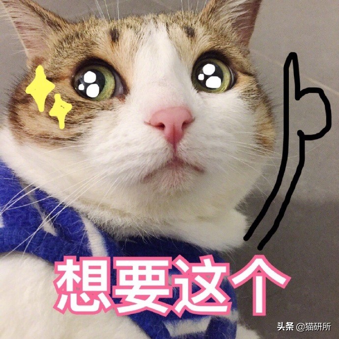 猫咪被家暴怎么走出心理阴影,对猫实施过暴力怎么办