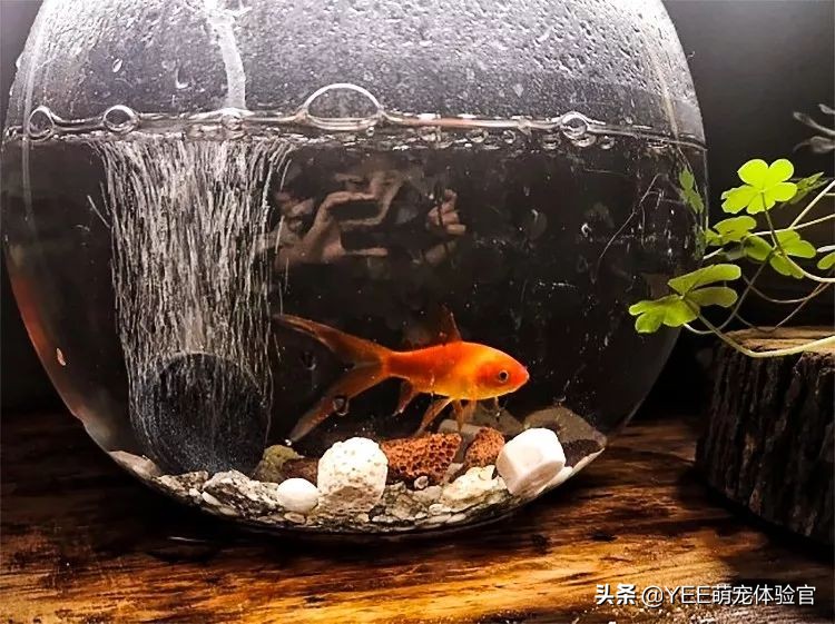 鱼水质酸碱度怎么调,水产怎样快速测试水质
