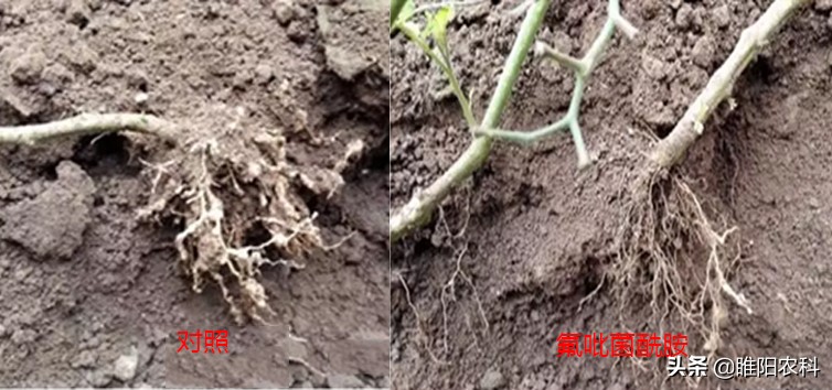 根结线虫又经济又实惠的防治药剂,目前杀根线虫最好的药