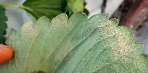 白化病的种类及图片,白化病常识图片大全