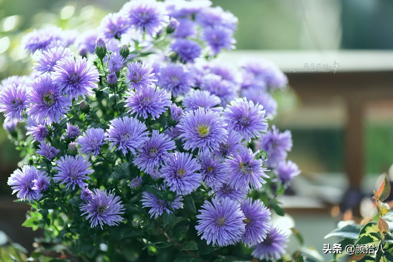 扶不起的绿植,扶不起的绿植视频