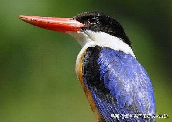 翡翠课程培训基础知识,翡翠基础知识讲座视频教程