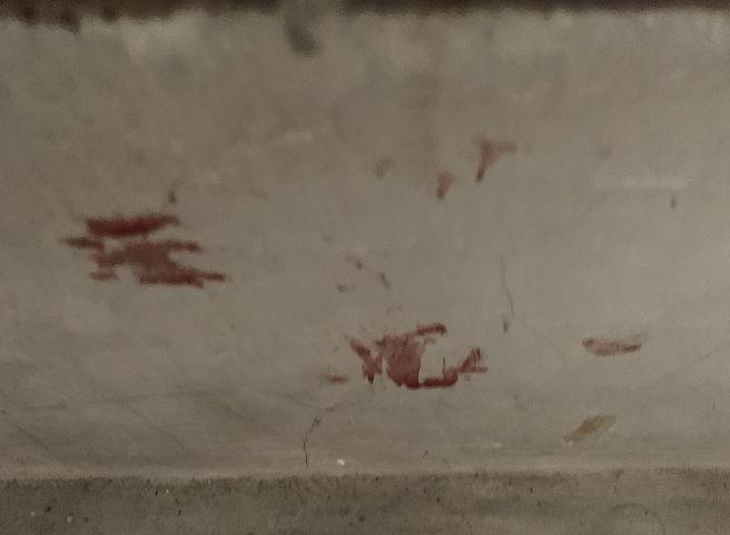 怒！长春这个小区疑似有人杀猫，尸体被丢垃圾桶！提醒猫主注意