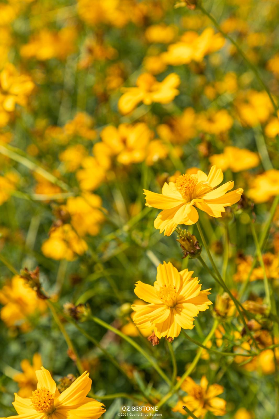 广州公园大片花海,广州哪个地铁站附近有花海