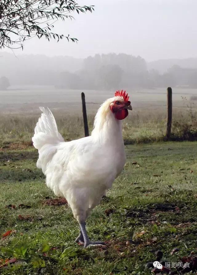 全世界的鸡都在这了，有你认识的吗？