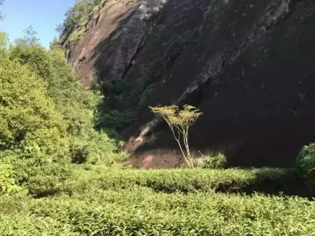 武夷岩茶大红袍讲解词,武夷岩茶大红袍基础知识