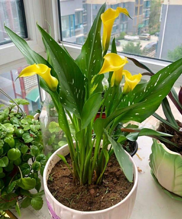 马蹄莲盆栽的养殖方法和注意事项,马蹄莲冬季养护