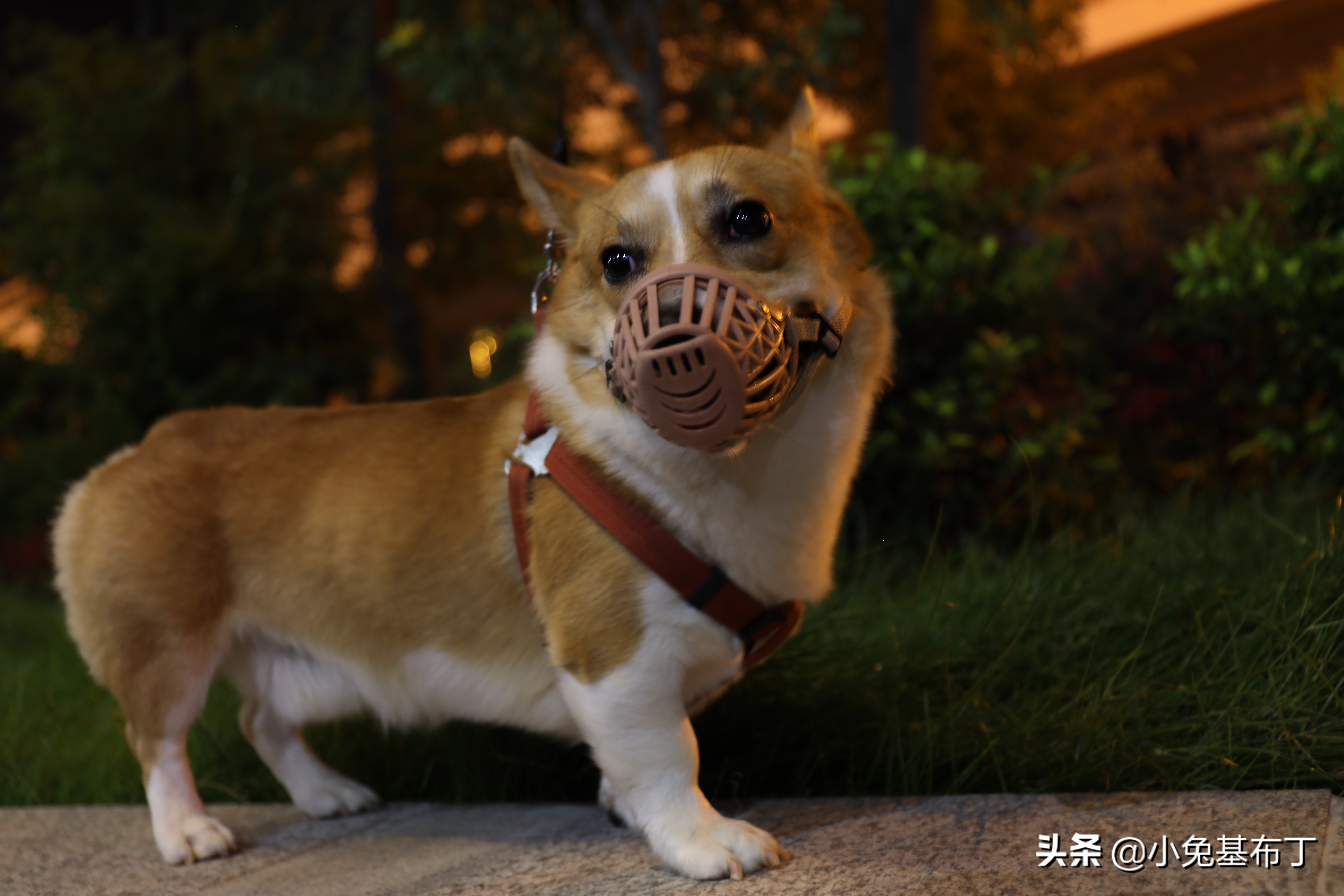 狗狗挑食不吃狗粮怎么办搞笑视频,狗狗厌食挑食的原因以及解决办法