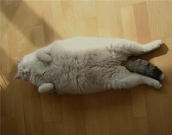 猫咪肺水肿是因为心脏病么,猫咪肺水肿会导致胸水吗