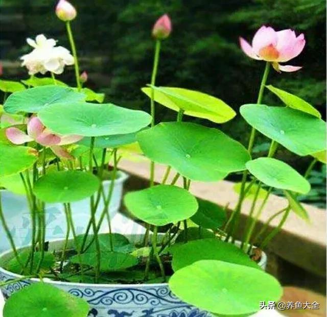 碗莲种植到开花的全过程,碗莲栽种开花过程