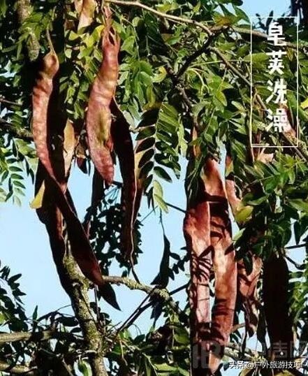 野外肥皂制作教程,草木灰制肥皂教程