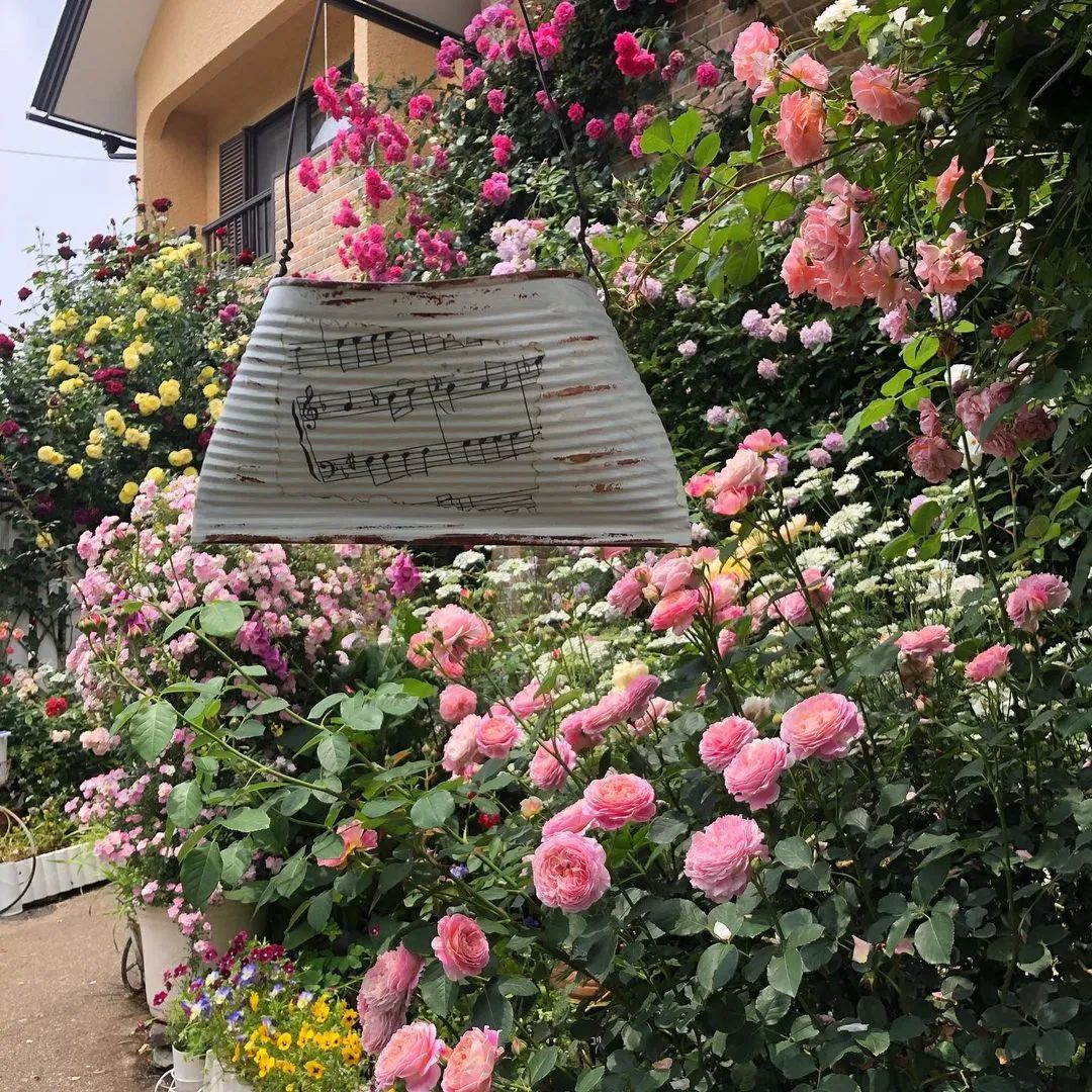 太毒了！“别人家”的月季花园，美到让人窒息