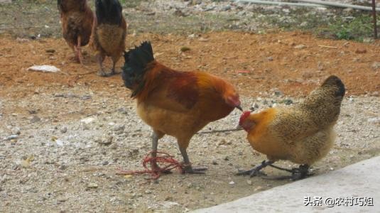 鸡相互之间啄毛是怎么回事,鸡啄毛怎么治最快最有效