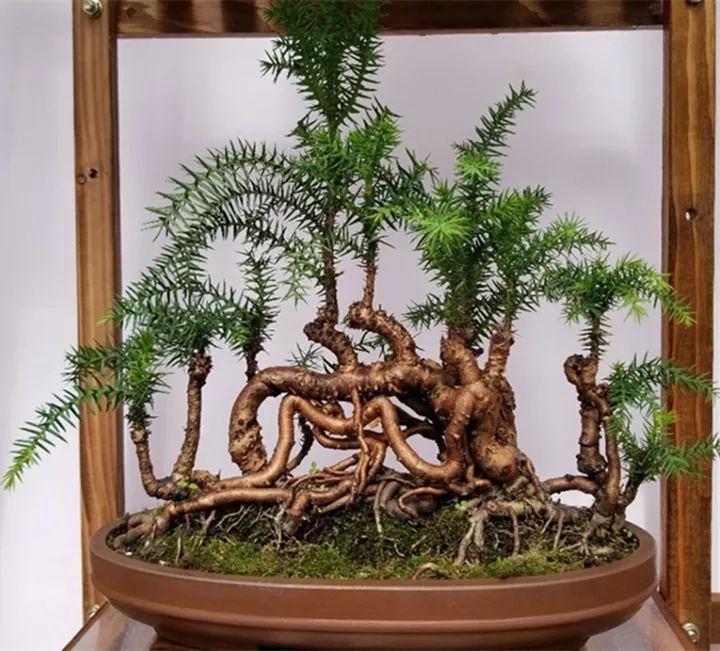 什么花放在家里最好看最实用,放家里风水好又好养的花有哪些