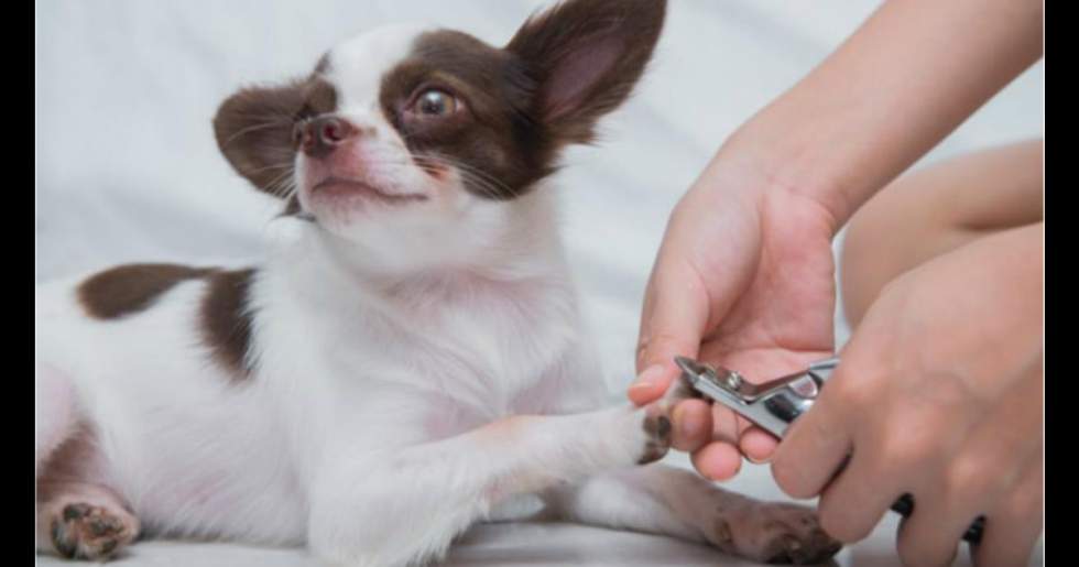 狗狗专用指甲刀,狗狗指甲刀怎么用