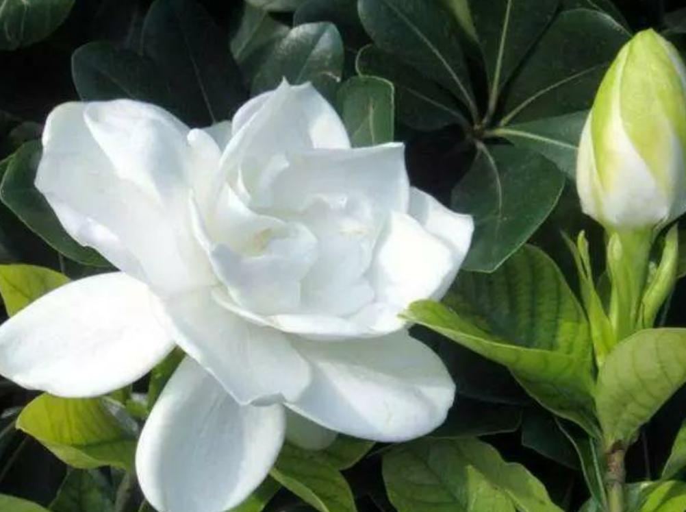 栀子花黄叶的几种原因和图片分享,栀子花各种黄叶原因及图解图片