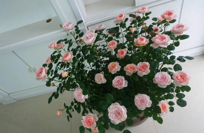 小苏打养花的十大好处,家里养花的小苏打怎么使用