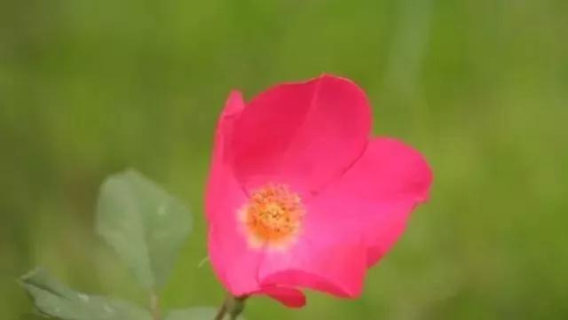 玫瑰花有哪些品种,玫瑰花有哪些品种大全